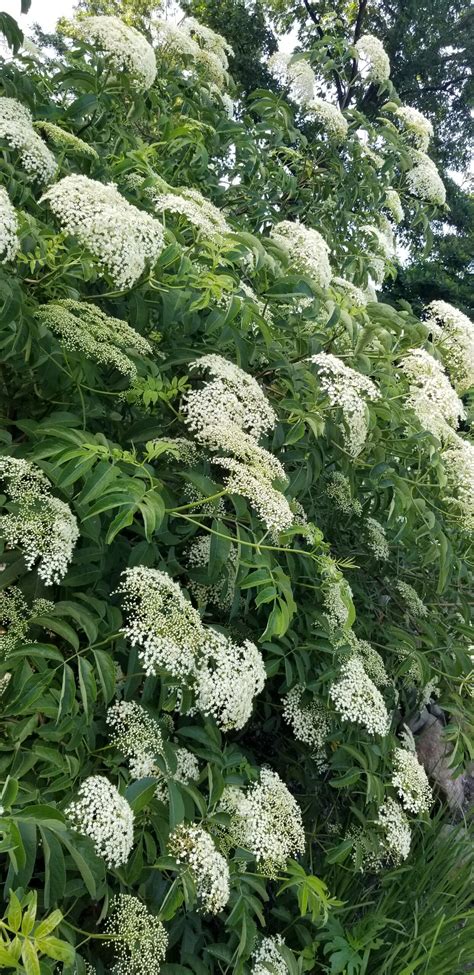 Elderberry flowers! | Strand Nursery