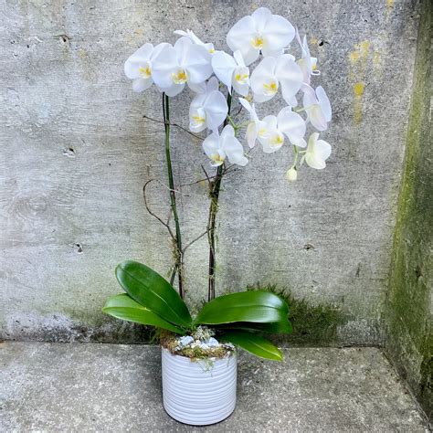 Double-Stem White Phalaenopsis Orchid Plant in Seattle, WA | Fiori ...