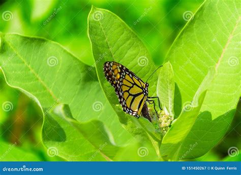 Butterfly Laying Eggs on Milkweed Stock Image - Image of asclepias, milkweed: 151450267