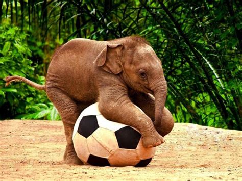 Lucu Gajah Bayi Anak Bermain Dengan Sepak Bola HD Desktop Wallpaper ...