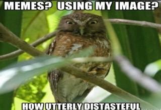 Owl Memes - Gallery | eBaum's World