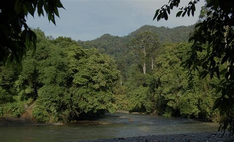 Hutan Konservasi, Fungsi, Jenis dan Perbedaannya dengan Hutan Lindung - Beritabaru.co Riau