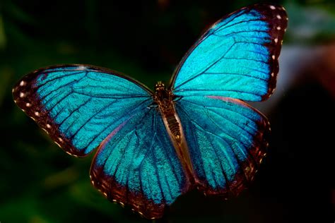 MARIPOSA MORPHO: Características, Qué come, Dónde vive...