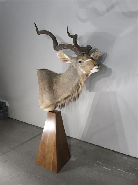 Greater Kudu SCI Trophy Bull Pedestal Mount. X-147KU – Mounts For Sale