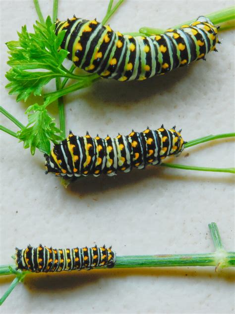 Black swallowtail – Our Habitat Garden