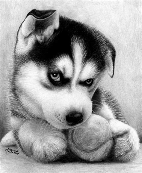 Husky Haski by waderra on DeviantArt