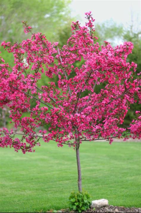 Crabapple/ Prairifire - Pine Lane Nursery