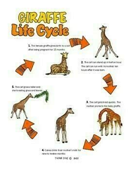 Giraffe Life Cycle | Biomimicry Design Inspired by Nature Compatible ...