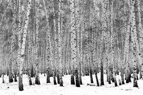Birch Forest Winter Landscape Black White Photo - Stock Photo , #affiliate, #Winter, #Landscape ...