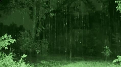 Rain GIF - Rain Forrest - Discover & Share GIFs