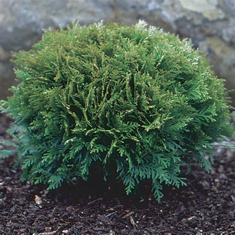 Dwarf Globe Arborvitae 'Little Giant' (Thuja occidentalis) | My Garden Life