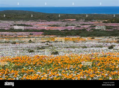 Wild flowers of south africa hi-res stock photography and images - Alamy