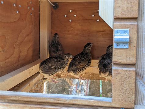 The Quail Hutch Backyard Quail Coop Plans | The Garden Coop