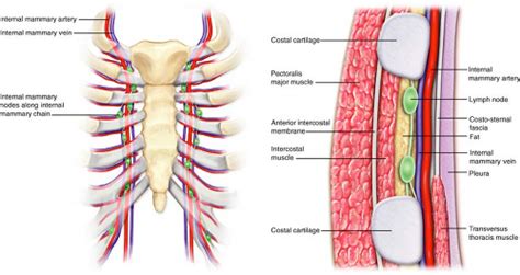 Internal Mammary Sentinel Lymph Node Biopsy | Plastic Surgery Key