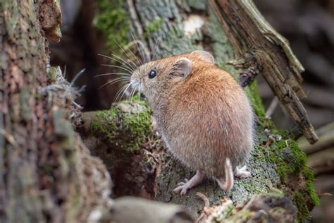 Woodland Vole stock photo. Image of wildlife, pinetorum - 12674052