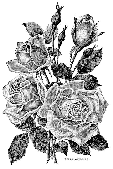 Vintage garden roses - Roses. Vintage illustration.. From the gallery ...