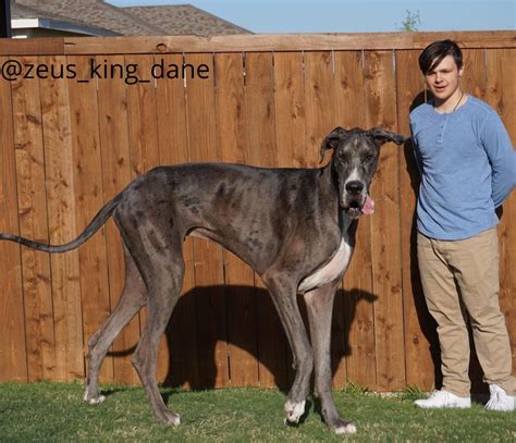 Worlds Tallest Dog Great Dane