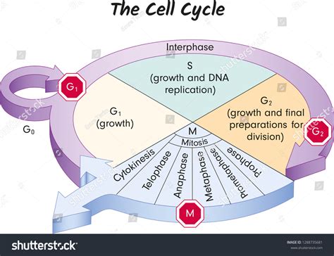 Cell Cycle Labeled Diagram