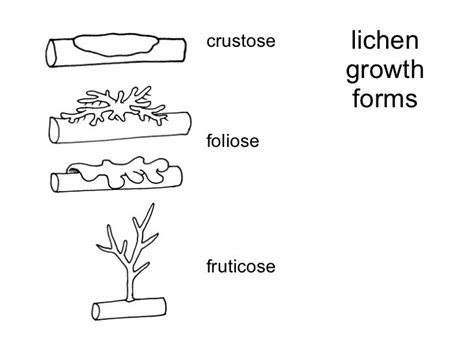 Introduction To Lichens - Lasw