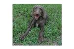 Weimardoodle Puppies for Sale from Reputable Dog Breeders