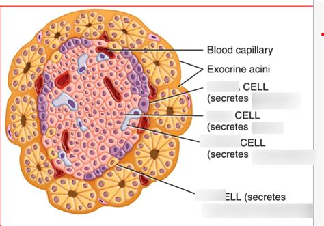 Pancreatic Cell Diagram