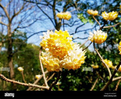 Asian yellow flower hi-res stock photography and images - Alamy