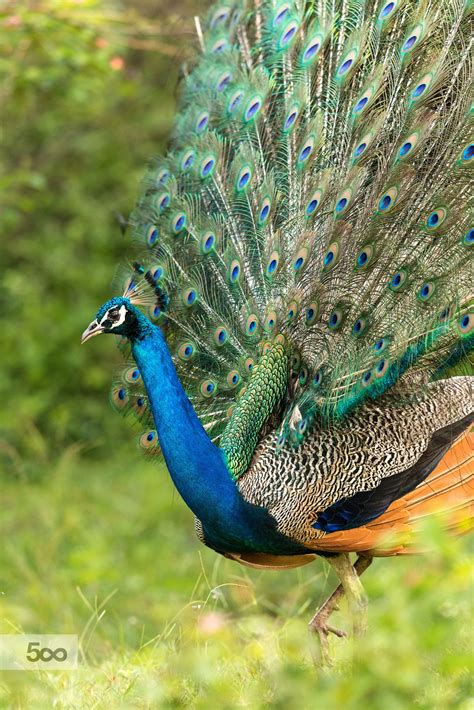 peacock mating display | bird photography #peafowl | Peafowl, Nature birds, Bird photography