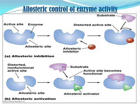 What are competitive and noncompetitive inhibitors and how do they inhibit enzymes?