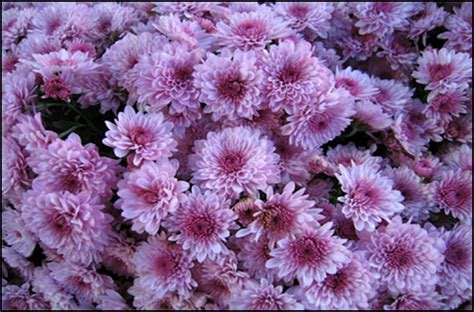 Lavender button mum | Purple mums, Native garden, Mums the word