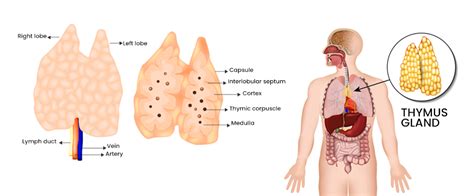 Thymus Gland Anatomy