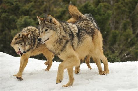 Wolves Playing | Flickr - Photo Sharing!