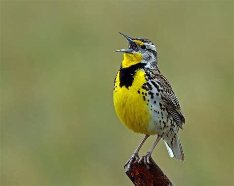 Discover the Official State Bird of Oregon - A-Z Animals