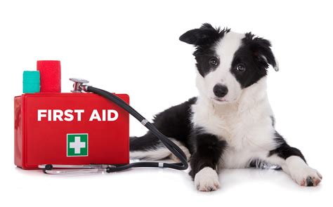 Pet First Aid Kit Essentials - Fur Life Vet