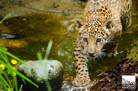 Woodland Park Zoo Blog: Jaguar cubs take first practice steps outside