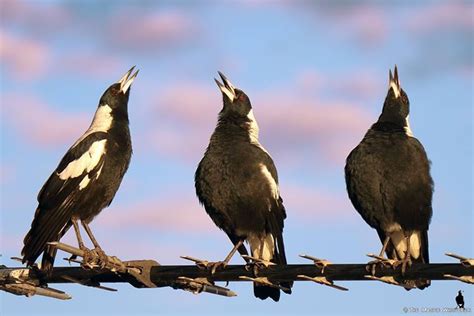 A favourite photo of mine, The Three Tenors