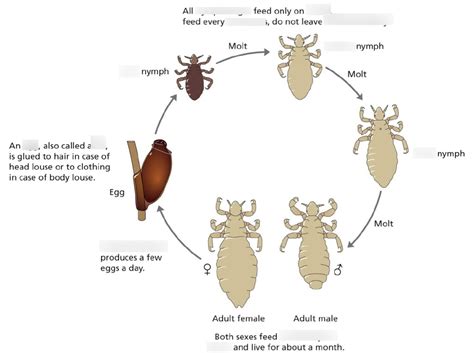 Head Lice Life Cycle - vrogue.co