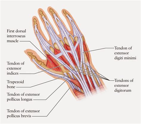 Sporting Hands : It's Only a Little Finger...