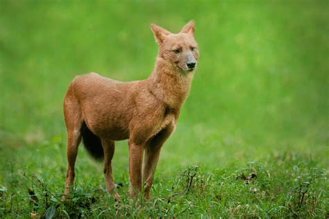 Valparai Wildlife Sanctuary | Birding Tours In South India