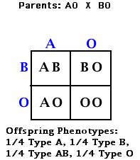 Multiple Alleles Examples