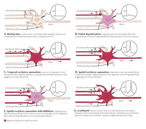 SPATIAL AND TEMPORAL SUMMATION - pediagenosis