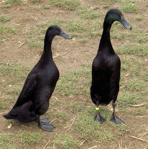 Animals World: latest photos of black indian runner duck collections
