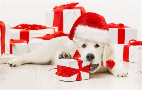 102 of the most joyful and creative Christmas dog names