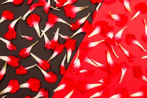 Flowers Petals Background Red - Free photo on Pixabay - Pixabay