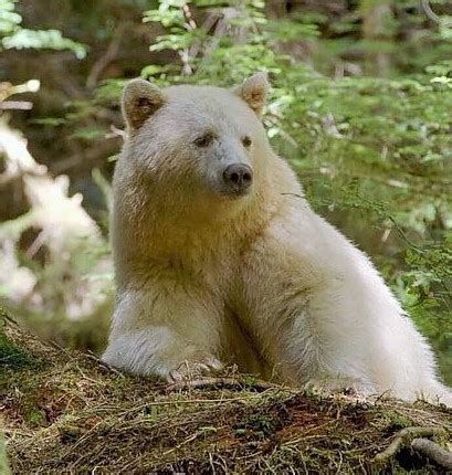 K is for Kermode Spirit Bear Facts, British Columbia, Canada