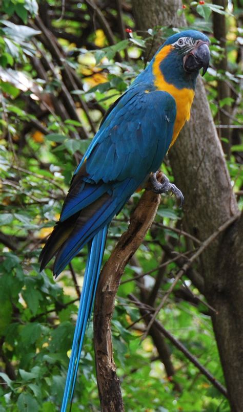 Blue-throated Macaw (Ara glaucogularis) At Cincinnati Zoo, Ohio, USA. | Blue-throated Macaw ...