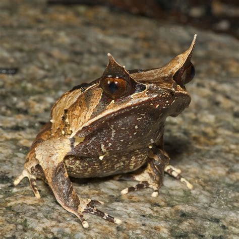 Malayan Horned Frog Facts and Pictures