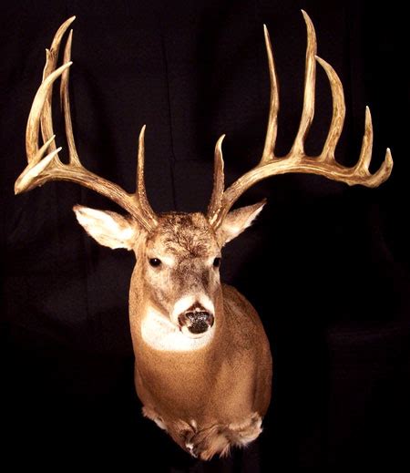 World's Biggest Bucks: The Top Typical Whitetails of All Time