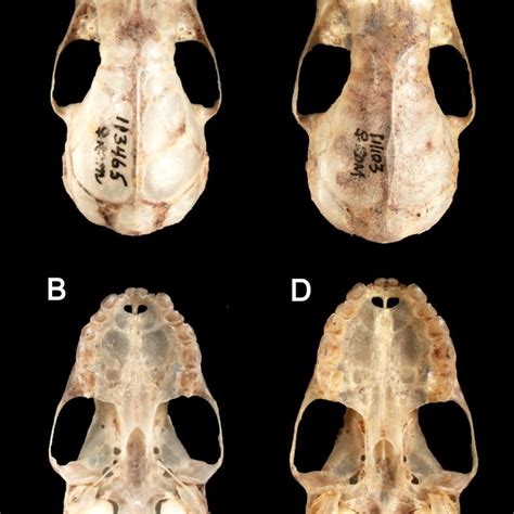 Dorsal (A) and ventral (B) views of the skull of Platyrrhinus... | Download Scientific Diagram