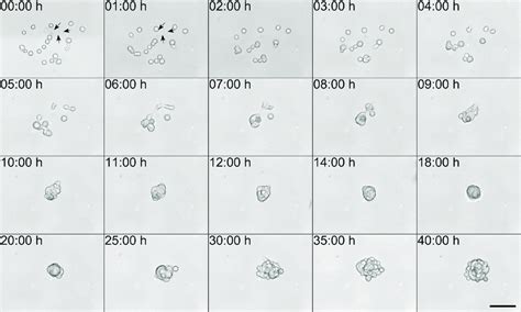 Time-lapse microscopy of cell migration and proliferation. Live cells ...