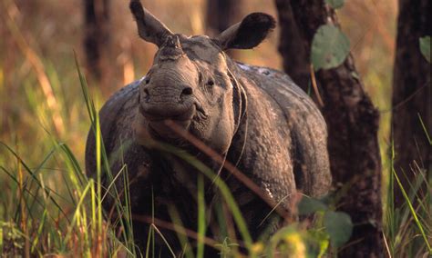 Building artificial mounds for one-horned rhinos in Nepal’s Chitwan ...